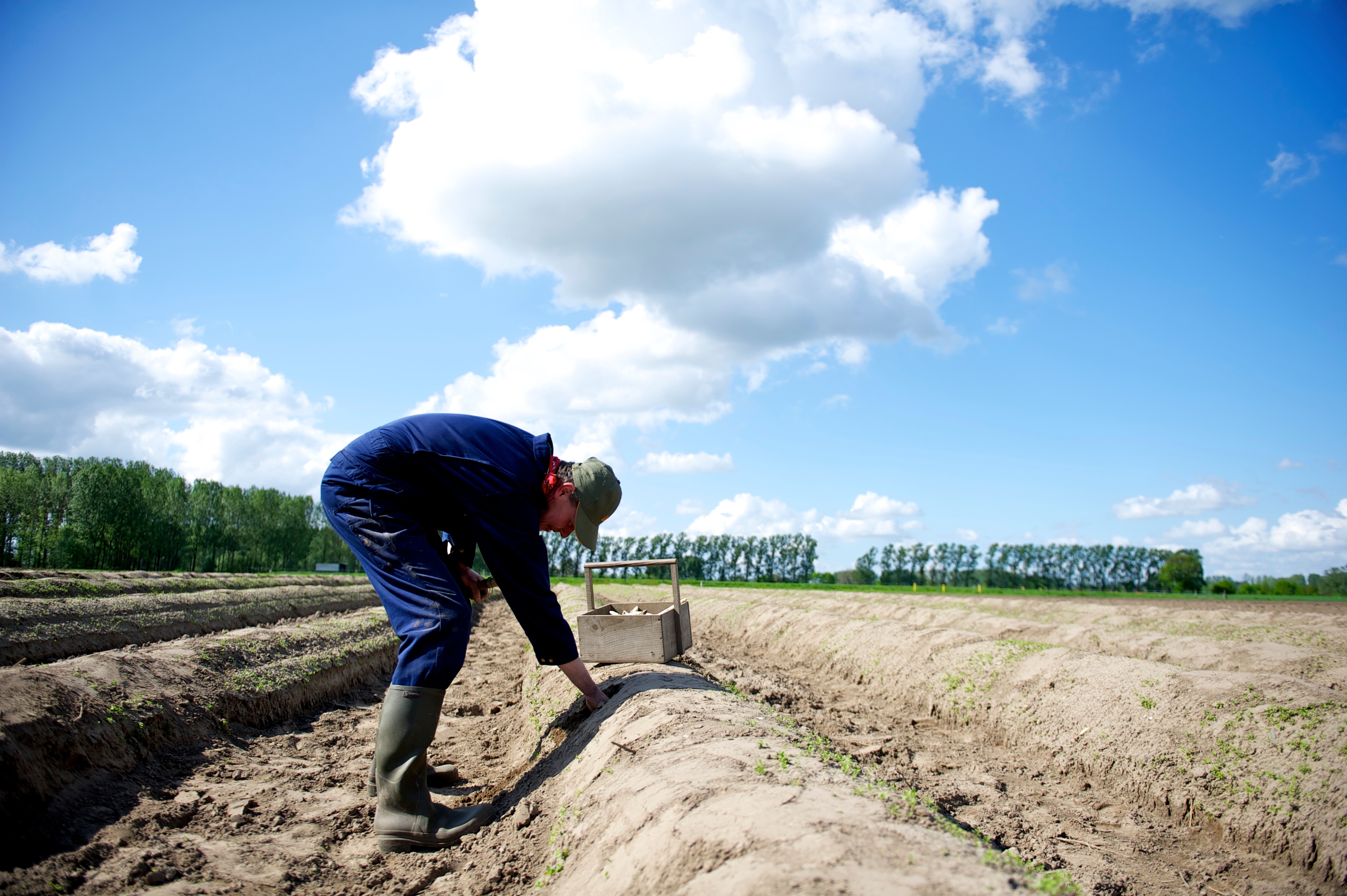 Aspergeveld met boer